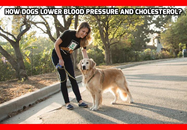 How Dogs Lower Blood Pressure and Cholesterol? Swedish scientists have just published a study in Scientific Reports that shows that dog owners have lower blood pressure and cholesterol than those who don’t have dogs. Surprisingly, one type of dog provided their owners with the best health benefits, which gives us a strong indication of why owning a dog helps prevent stroke, heart attack and other causes of death. 