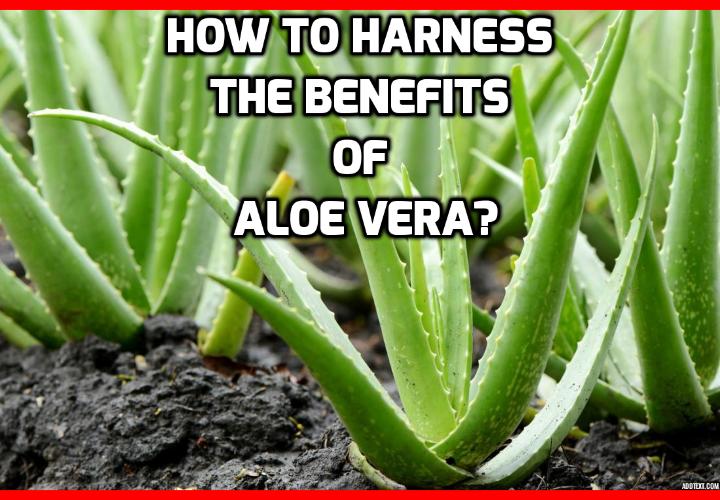 How to Harness the Benefits of Aloe Vera? Benefits of Aloe Vera - HERBAL REMEDIES USING ALOE VERA - Here are several practical applications for different parts of the Aloe Vera plant. Read on to find out more.