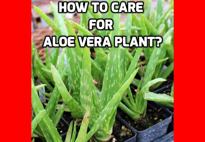 What is the Easiest Way to Enjoy the Health Benefits of Aloe Vera? Health Benefits of Aloe Vera - Aloe is Easy - There are two overall reasons for Aloe’s popularity as an indoor plant. The first reason is because Aloe Vera is an attractive plant that requires minimal amounts of attention. The second and most important reason is that Aloe is a popular home based folk medicine that people have been using for centuries for skin and digestive disorders.
