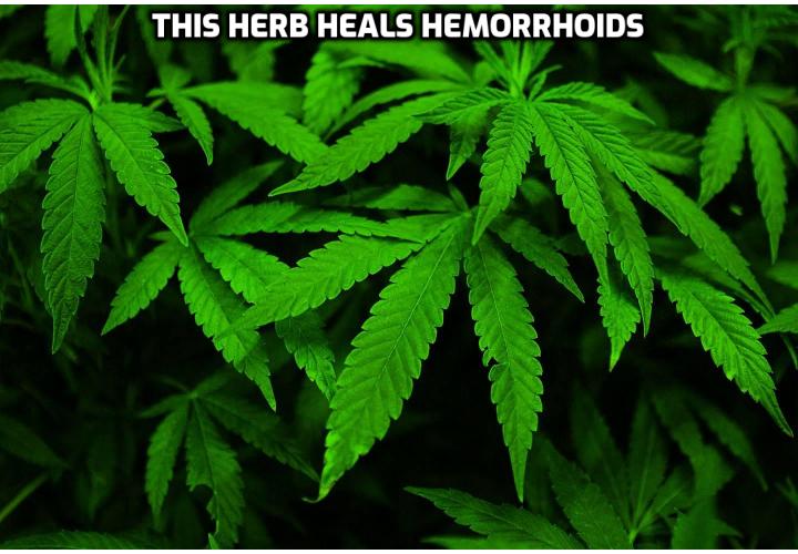 Cure Your Hemorrhoids for Good -  A new study published in the journal Annals of Coloproctology suggests there is another food that’s even more effective in healing hemorrhoids.