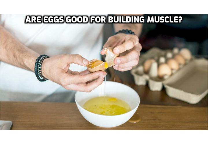 Are Eggs Good for Building Muscle? Eggs do contain a large variety of nutrients, as well as dietary cholesterol. The dietary cholesterol does not appear to cause nor promote cardiovascular diseases in healthy persons. Egg yolks are rich with B-vitamins, trace minerals, vitamin A, folate, choline, lutein, and other powerful nutrients. There’s no question that vegetarian bodybuilding is easier with eggs integrated into the meal plan.