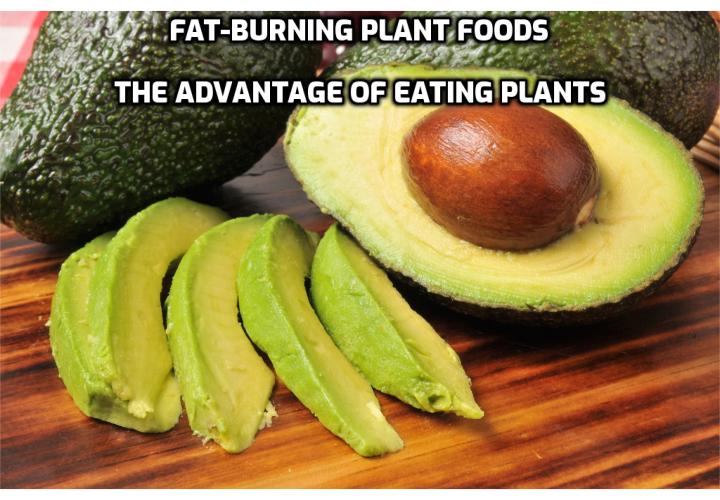 Fat-Burning Plant Foods - The Advantage of Eating Plants - Vegetarians have an advantage over meat-eaters in terms of weight loss, because vegan staples are packed with fiber. Meanwhile, animal-based foods have zero fiber. Dairy products and eggs don’t contain fiber either, so vegans are even a step ahead of vegetarians in losing weight.