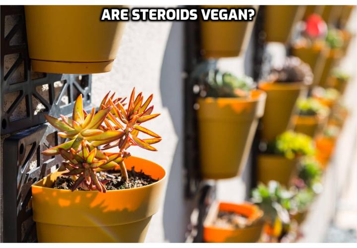 Are steroids vegan? I wrote this article because it appears that “are steroids vegan” is a popular search on Google these days. To the best of my knowledge, steroids are not vegan*.*But steroids are technically vegetarian. Steroids are found in animals, plants, and even fungi. All steroids are manufactured in cells from the sterols lanosterol (animals and fungi) or cycloartenol (plants).