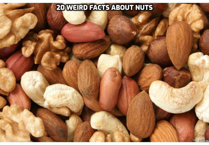 Though many Paleo dieters eat lots of nuts, they may not know exactly why they are eating them. Here are twenty weird facts about nuts that you probably didn’t know about!