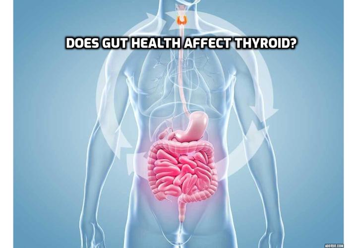 Gut Thyroid Connection - You might think of thyroid issues and stomach complications as independent problems. But have you considered the actual close connection between gut health and your thyroid? Read on to find out more.