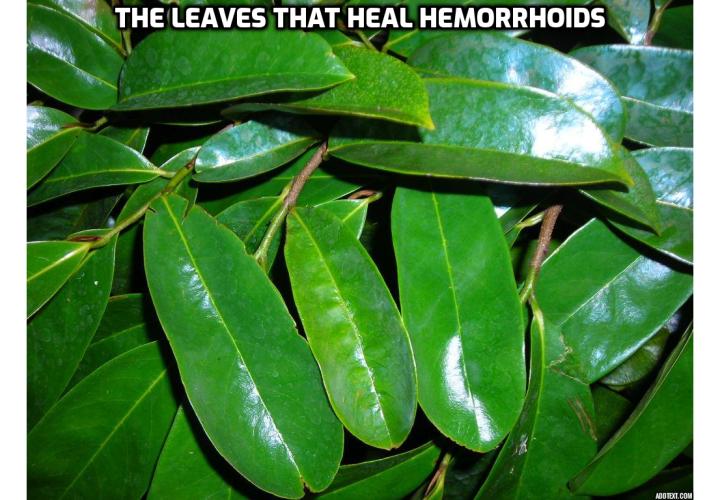 It is pretty easy to get rid of external haemorrhoids for good using the simple steps explained in the Hemorrhoids Healing Protocol Guide. This should also take care of conditions such as urinary incontinence. Read on to find out more.