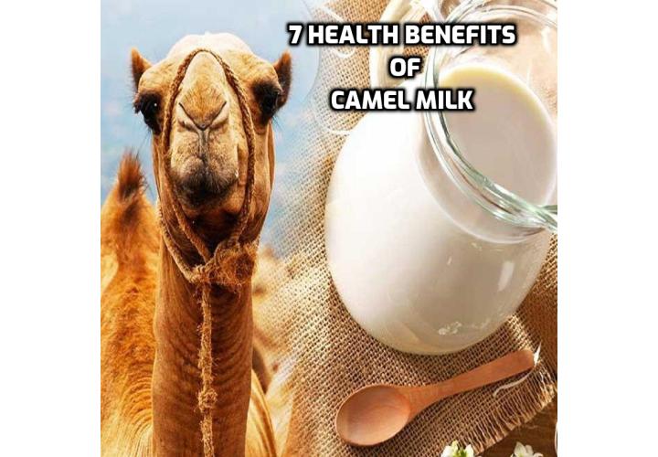 What are the health benefits of camel milk? Camel milk contains protein, vitamin B1, potassium and calcium. Aside from containing the same nutritive properties as colostrum, camel milk is also a good source of protein, essential fatty acids, vitamin B1, potassium, phosphorus, and calcium. But the benefits hardly stop there. This smooth, silky, ancient milk differs from regular dairy milk in several beneficial ways—from simply being easier to digest to improving autism, diabetes, and the immune system.