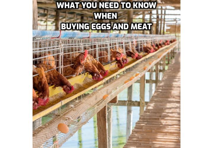 What you need to know when buying eggs and meat. When you buy eggs and meat, you probably look for terms like cage-free, free-range, or pasture-raised. Here are the critical differences between these terms, and why it matters.