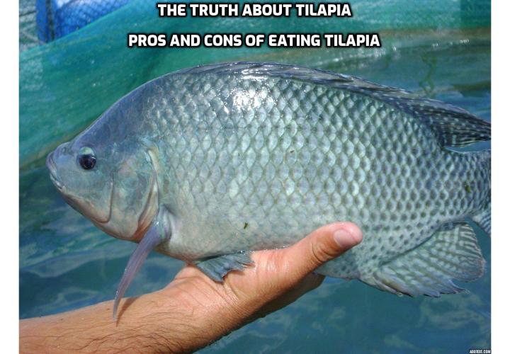 Tilapia - It’s mild, inexpensive, and easy to cook. But does it have a place in a healthy diet? The Truth About Tilapia – Pros and Cons of Eating Tilapia