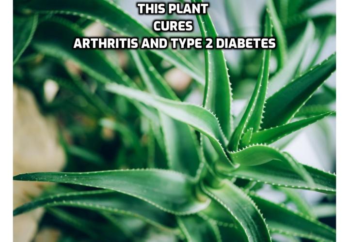 Tackle Your Arthritis Naturally - There is no plant like this one. It can be used to improve all diseases. You can make cream out of it to apply to your skin or a tasty juice that works better than most medicine. It has special healing properties for arthritis and type 2 diabetes. Read on to find out more.