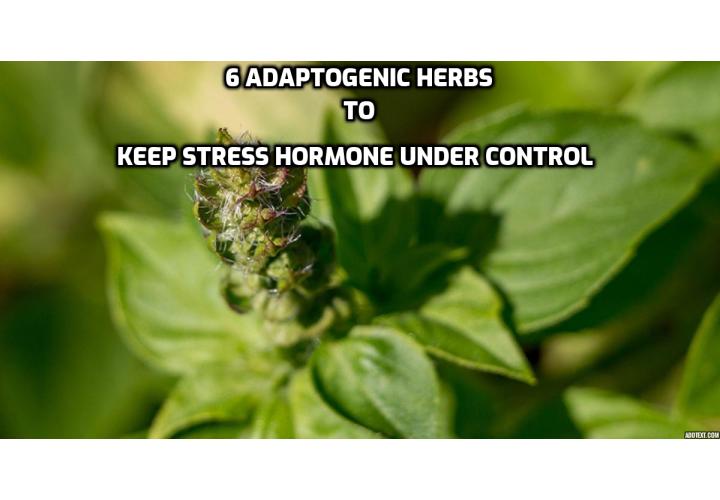 If you have high cortisol levels, you probably experience anxiety, brain fog, and low energy. Try supplementing with these 6 adaptogenic herbs to keep stress hormone under control.