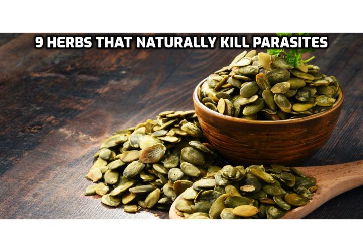 There are many powerful herbs that are used to treat parasite infections. But before you start experimenting with remedies, read this to learn the 9 herbs that naturally kill parasites