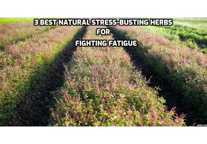 Adaptogens – 3 Best Natural Stress-Busting Herbs for Fighting Fatigue. Continual use of adaptogenic herbs can result in a strengthened immune system that is more capable of self-healing and less reliant on medicines.