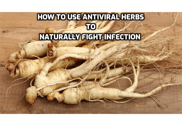 There’s no need to explain the dread and exhaustion that comes with fighting a virus. Here is how to use antiviral herbs to naturally fight infection.